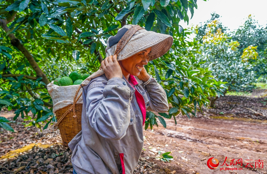 孟连县牛油果种植基地内，果农正在搬运牛油果。人民网记者 虎遵会摄