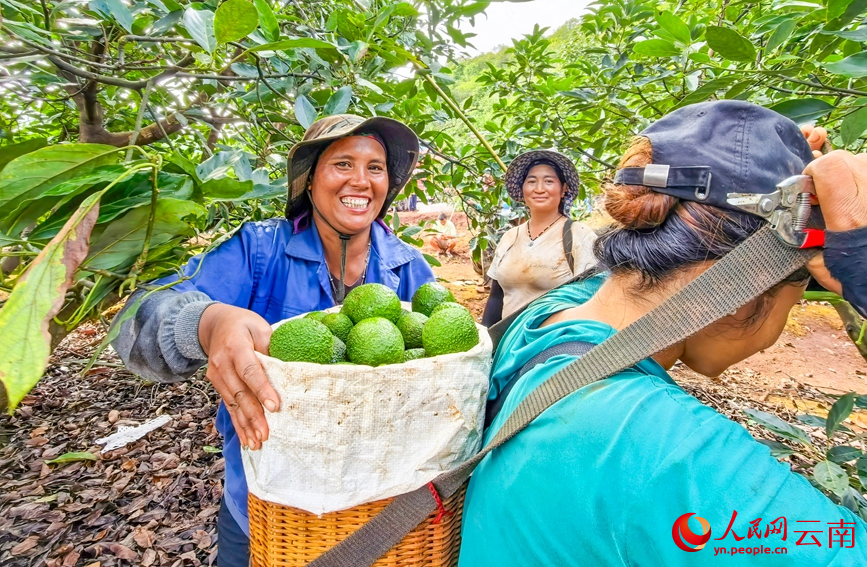 孟连县牛油果种植基地内，果农正在搬运牛油果。人民网记者 虎遵会摄