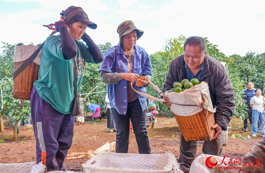 孟连县牛油果种植基地内，果农正在采收牛油果。人民网记者 虎遵会摄