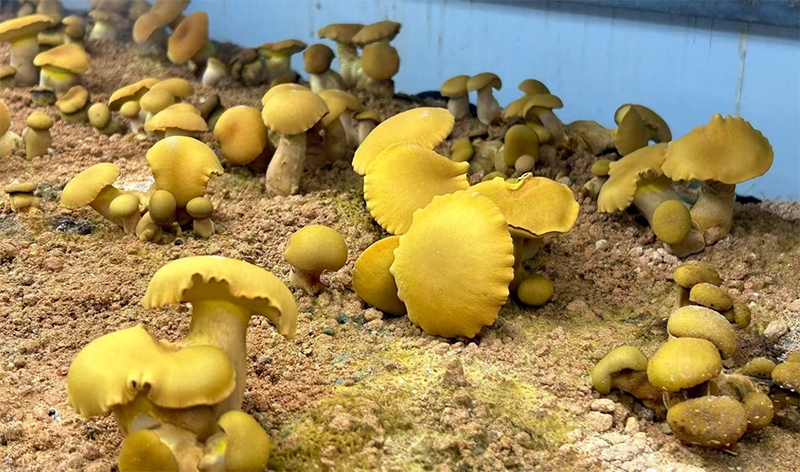 電烤房裡長勢喜人的牛肝菌。唐生智攝