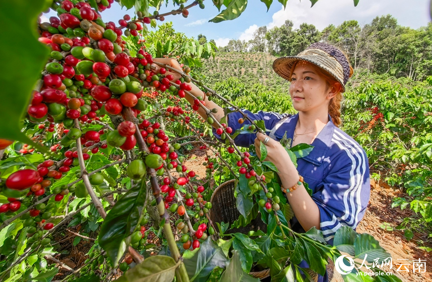 咖农正在采摘咖啡。人民网记者 虎遵会摄