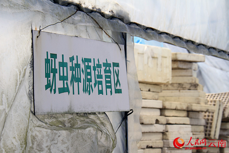 【2】基地里的蚜虫种源培育区。人民网记者-程浩摄