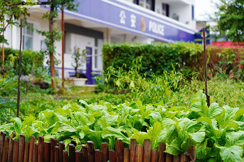 大姚縣公安局倉街派出所小菜園綠意盎然。