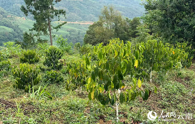 郭家寨村咖啡种植基地中的咖啡苗。人民网-雷霁摄