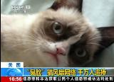 ��Ƶ������è�ߺ��������ڶ�����׷��
