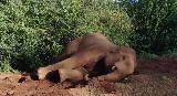 离群公象的单身生活：黄土地里放松休憩