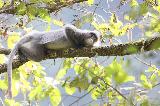 云南景东：国家一级保护动物灰叶猴数量超过2000只