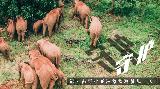 守护――记云南野生亚洲象监测员的一天