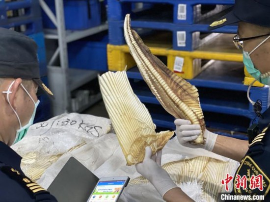 厦门海关破获走私濒危物种深海长尾鲨案
