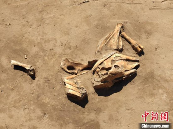內蒙古鮮卑遺址發現珍稀文物馬蹄釘為國內最早使用馬蹄鐵提供實証