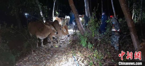 11頭活體牛走私入境雲南畹町邊檢站民警設伏攔截