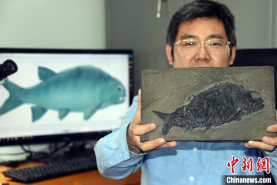 2.44億年前的“盤州暴魚”：“粗獷凌厲”且“凶狠”