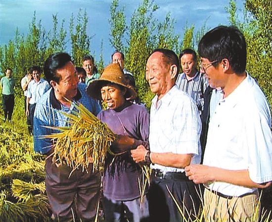 小满时节,袁隆平超级杂交水稻个旧示范基地里,依然是稻香一片.