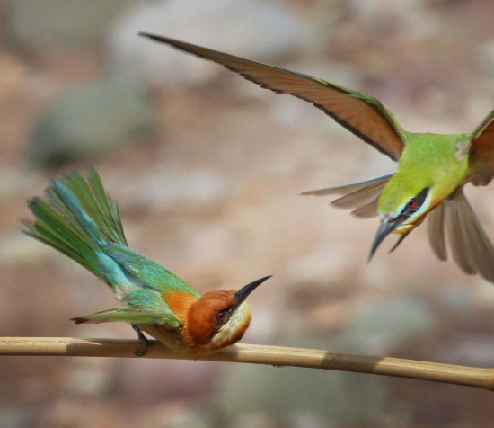 中国最美小鸟图片 15836077165008335304.jpg