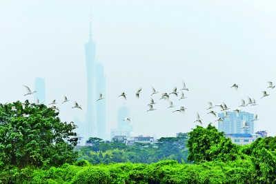 在广东广州海珠国家湿地公园,人鸟和谐共生的绿色画卷.