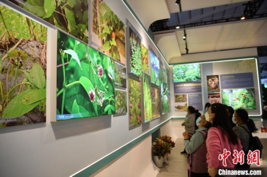 图为市民参观云南生物多样性保护实践与成果展。　刘冉阳 摄