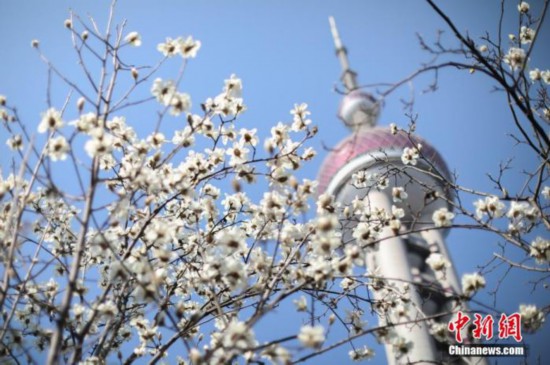 资料图：上海陆家嘴东方明珠电视塔与市花白玉兰。 张亨伟 摄