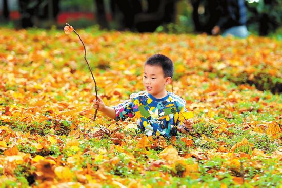 孩童在昆明植物園楓香樹下玩耍 見習記者 謝蕊燦 攝