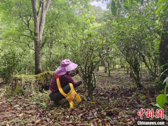 雲南打造“茶業強省”:2025年雲茶全產業鏈產值實現翻番