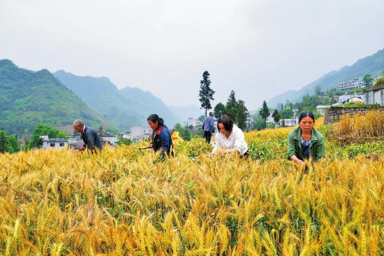 威信縣廟溝鎮村民抓住有利時機收割小麥。 本報記者 謝毅 通訊員 曾雪梅 攝