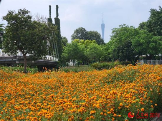廣州海珠國家濕地公園園景,公園地處城市中心,背景可見廣州塔的塔頂。人民網 寧玉瑛攝
