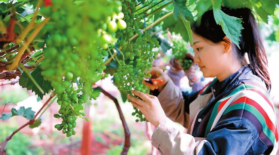 李積秀正在疏果
