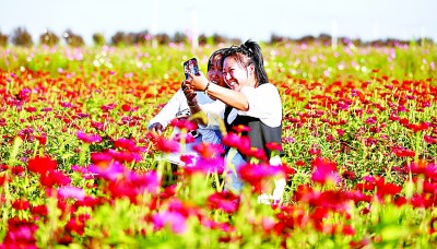 遼寧省遼河文化旅游景區，花海醉游人。新華社發