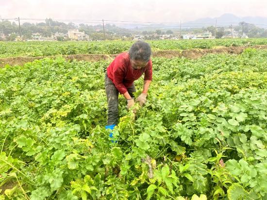 圖為：沙河鄉馬鈴薯開始採收，由於管護得當，35de8c056edb0b6b2e2413b1b9f0623 (7).jpg?x-oss-process=style/w10