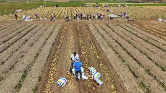 双江县允俸村冬马铃薯采收现场。
