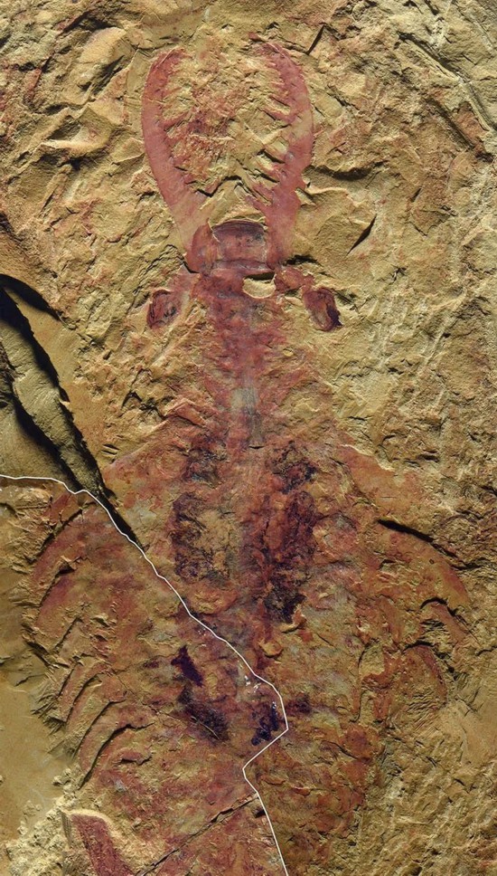 云南澄江化石地世界自然遗产古生物化石在国家自然博物馆展出