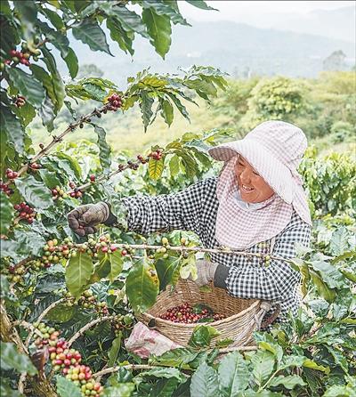 云南省普洱市一處咖啡田，農(nóng)民在采摘咖啡鮮果。    新華社記者 王冠森攝