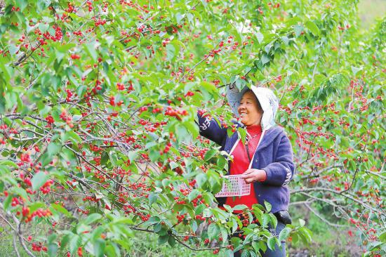 在个旧市老厂镇小大坡村，樱桃种植户正在果园里采摘樱桃。本报记者 杨峥 摄